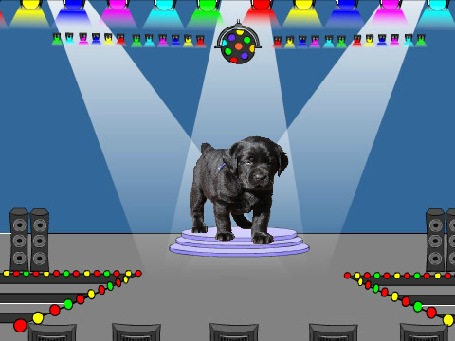 the disco dog spin