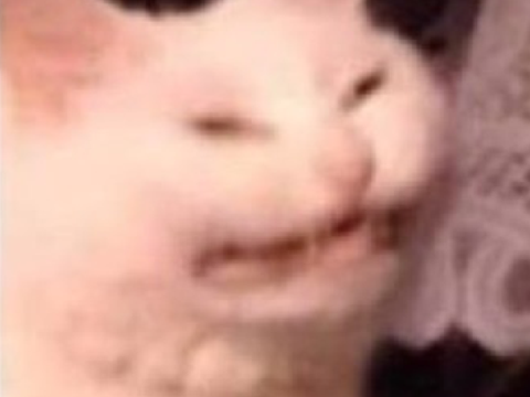 BRING BACK @DekuFrogKermit