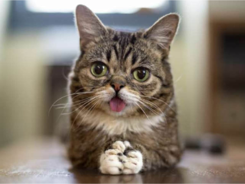 Meow Meow the Meowsical