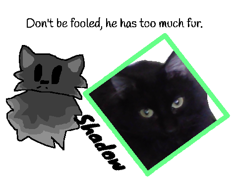 Cat #2: Shadow!