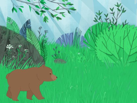 bear bear