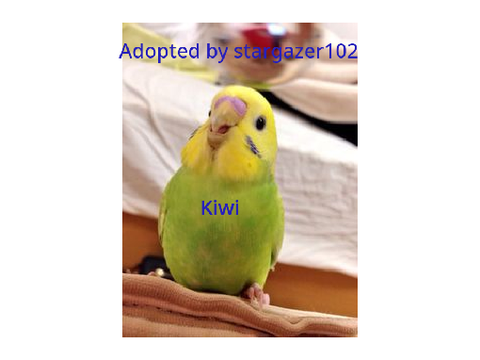 Animal Adoption