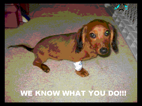 DOG ABUSE!