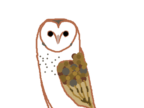Karen the barn owl