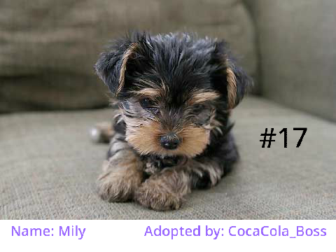 Adopt dogs