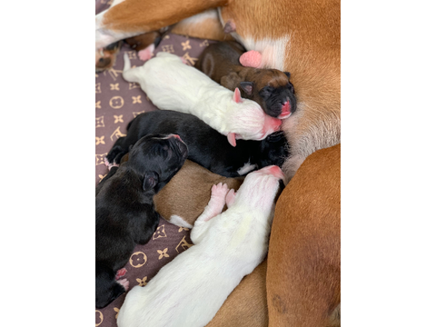 PUPPERS