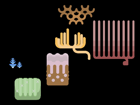 Deep Sea Corals