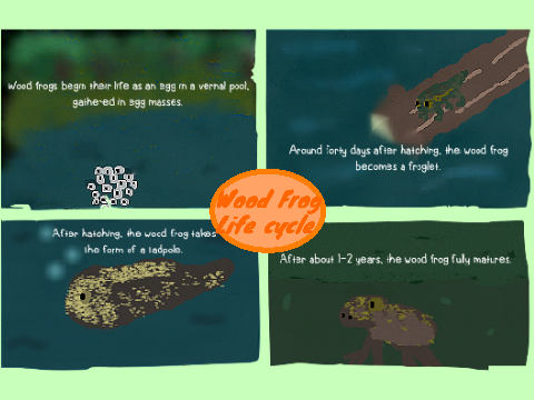 Wood Frog Life Cycle