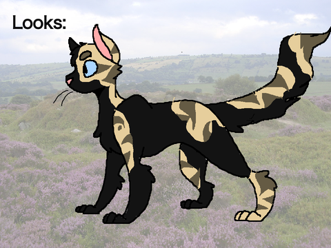 - TFF: Aftermath // Bio Sheet - Shadowstream