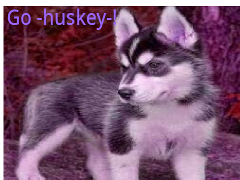 Go -Huskey!! 