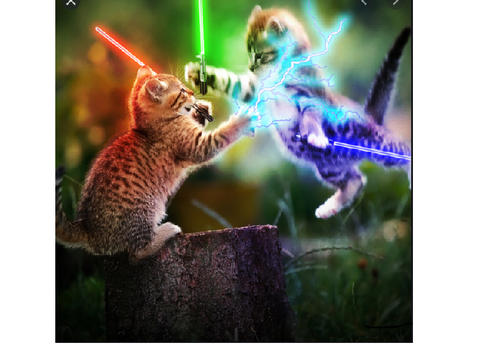 Cats!