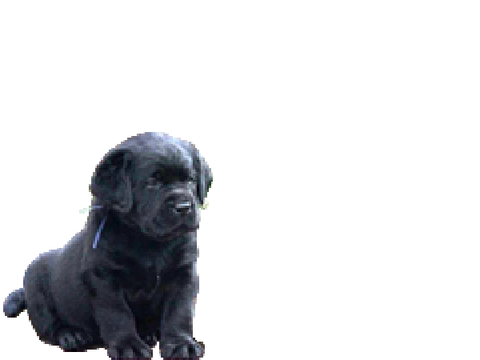 MY VIRTUAL PUPPY