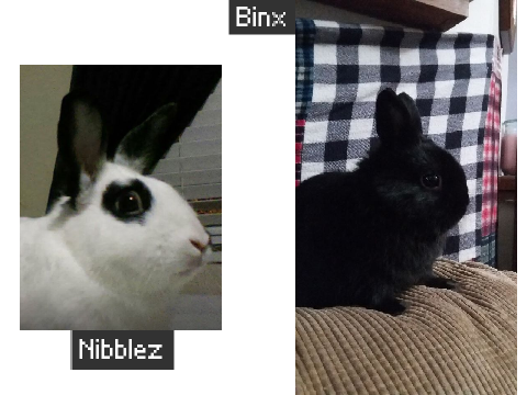bunnos