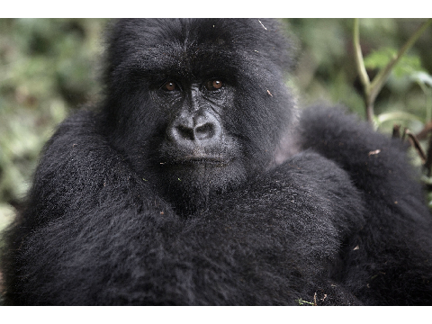 gorilla Quiz 