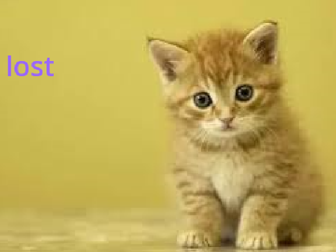 a lost cat  remix