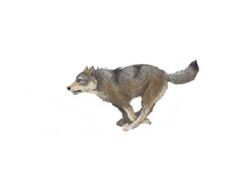 bang the wolf