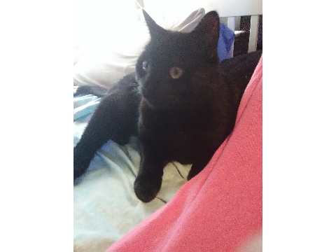 floki - my cat <3