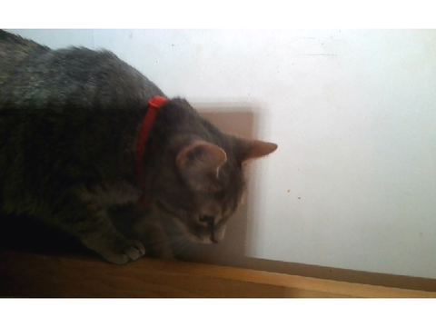 MY CAT'S