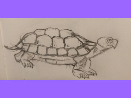 Once i drew a turtle :D