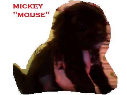 Meet Mickey!