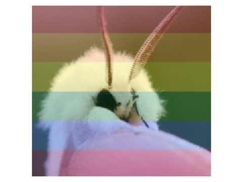 moth 2