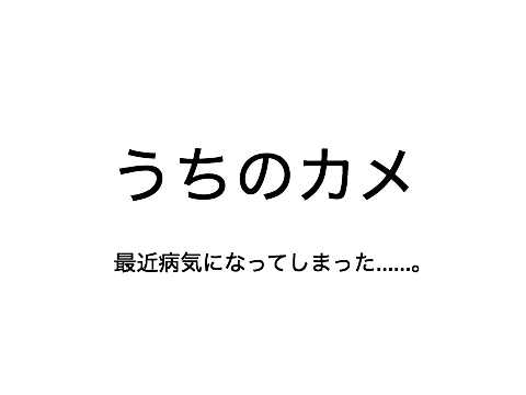 うちのカメ！