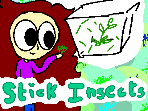 Owning stick insects