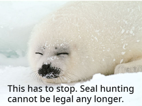 Save The Seals!