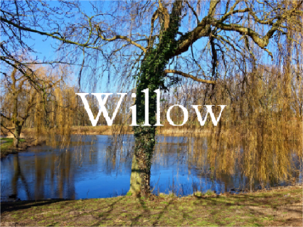 "Willow" ~ Contest Entry ~