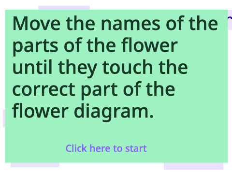 Flower quiz