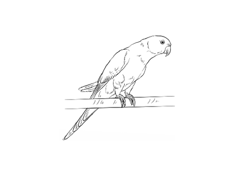 Make your own OC Contest (Parrots)