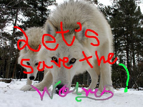 Wolves remix remix