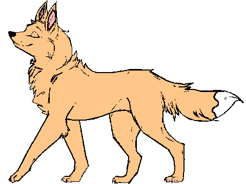 wide fox