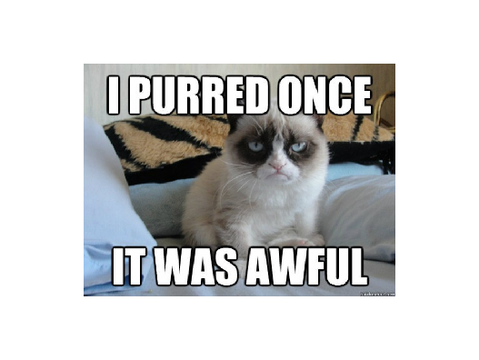 grumpy cat memes ❤