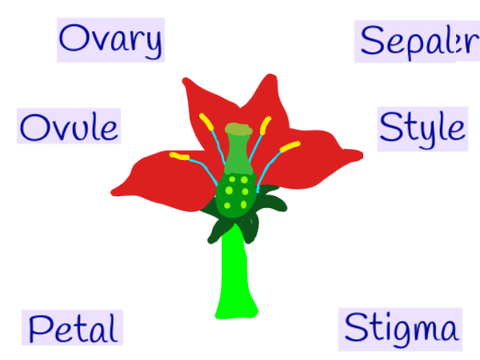 Flower quiz remix
