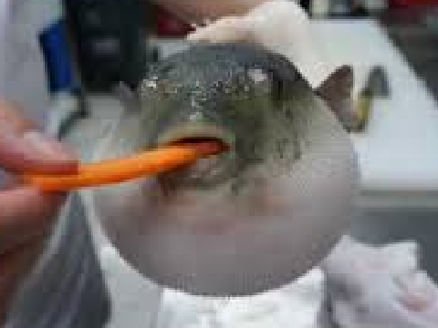 puffer fish rave (lmao)