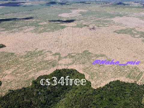 Against the Deforestation of the Amazon forest!!!!! 