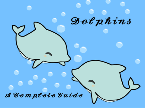 A Complete Guide to Dolphins