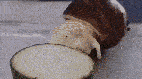 snail