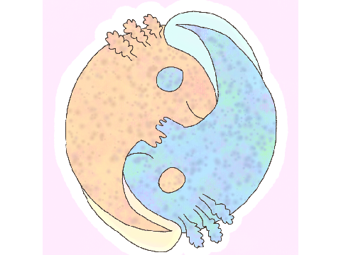 PFP For @Caramel-Axolotl