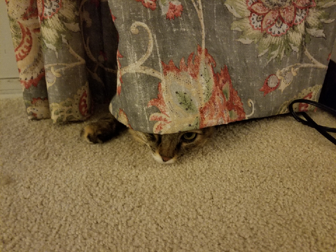 Pictures of My Cat