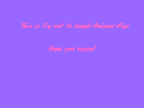 Try not to laugh-Guinea-Pigs