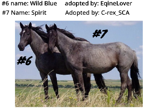 horse adoption