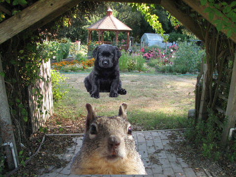 A screaming squirrel and a dog remix