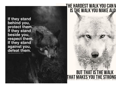 Wolf Quotes 