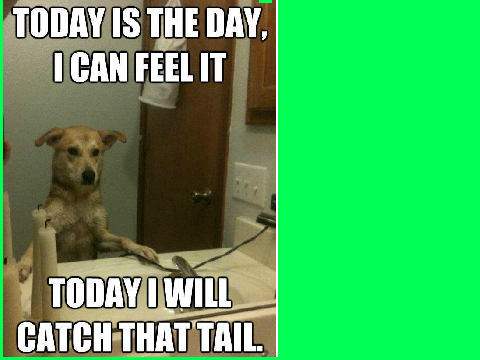 Dog Memes remix