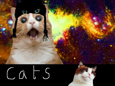 cats #1
