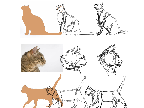 cat anatomy trial