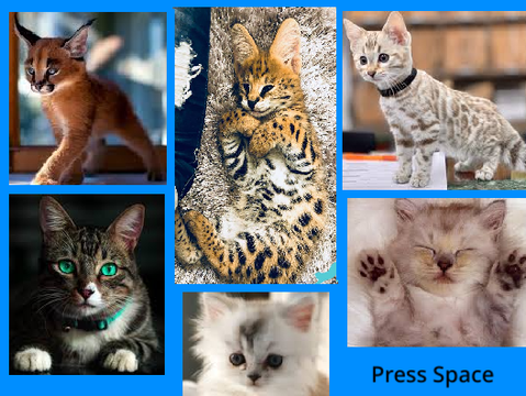 *Updated* Cat Adoption!!!! (Game)