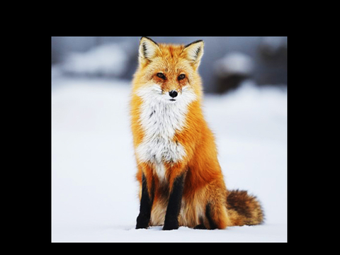 FOXES